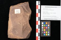 Foto (Objekt + Etikett) von Quercus mediterranea, Unger (NHMW-GEO-2024-0188-0914)